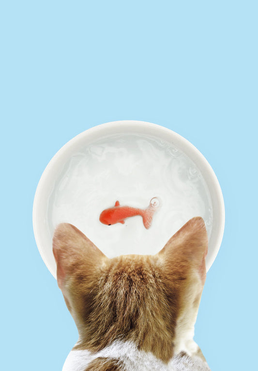 Suck UK: Goldfish Cat Water Bowl