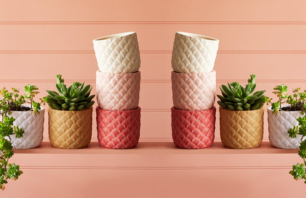 Jones & Co Sea Shell Planter